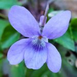 Premières fleurs