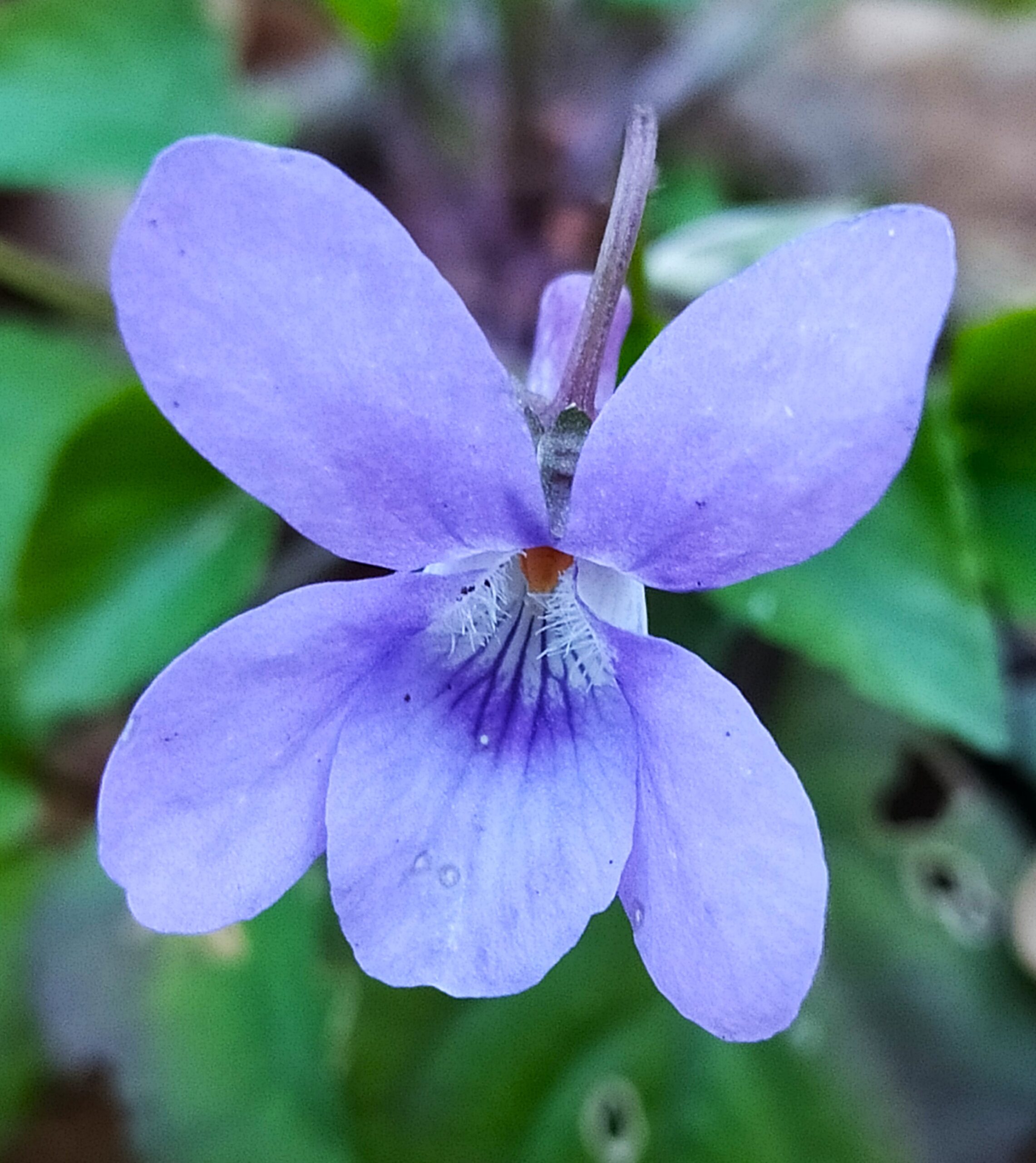 Premières fleurs