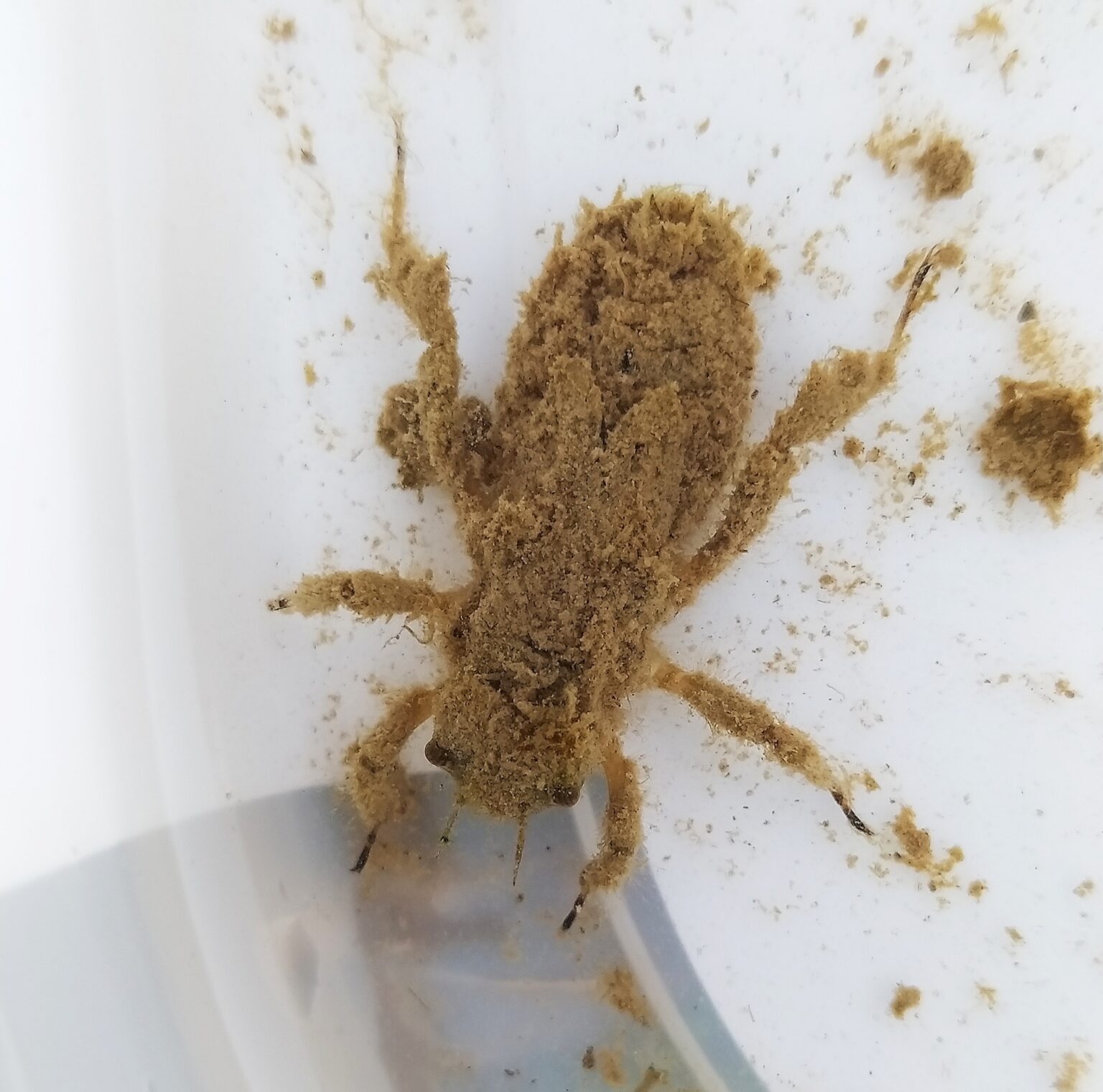 Photos reconnaître les insectes des mares