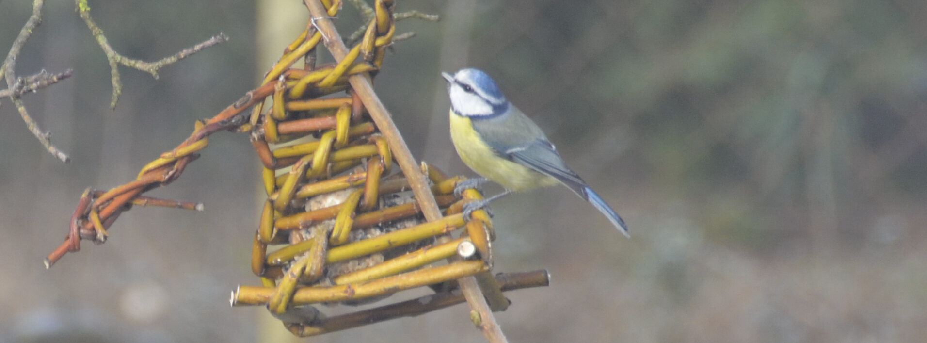 Lire la suite à propos de l’article Aider les oiseaux en hiver : conseils
