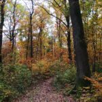 La route forestière de Chailloux - ADN