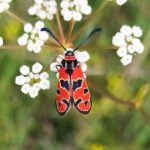 Sortie papillons