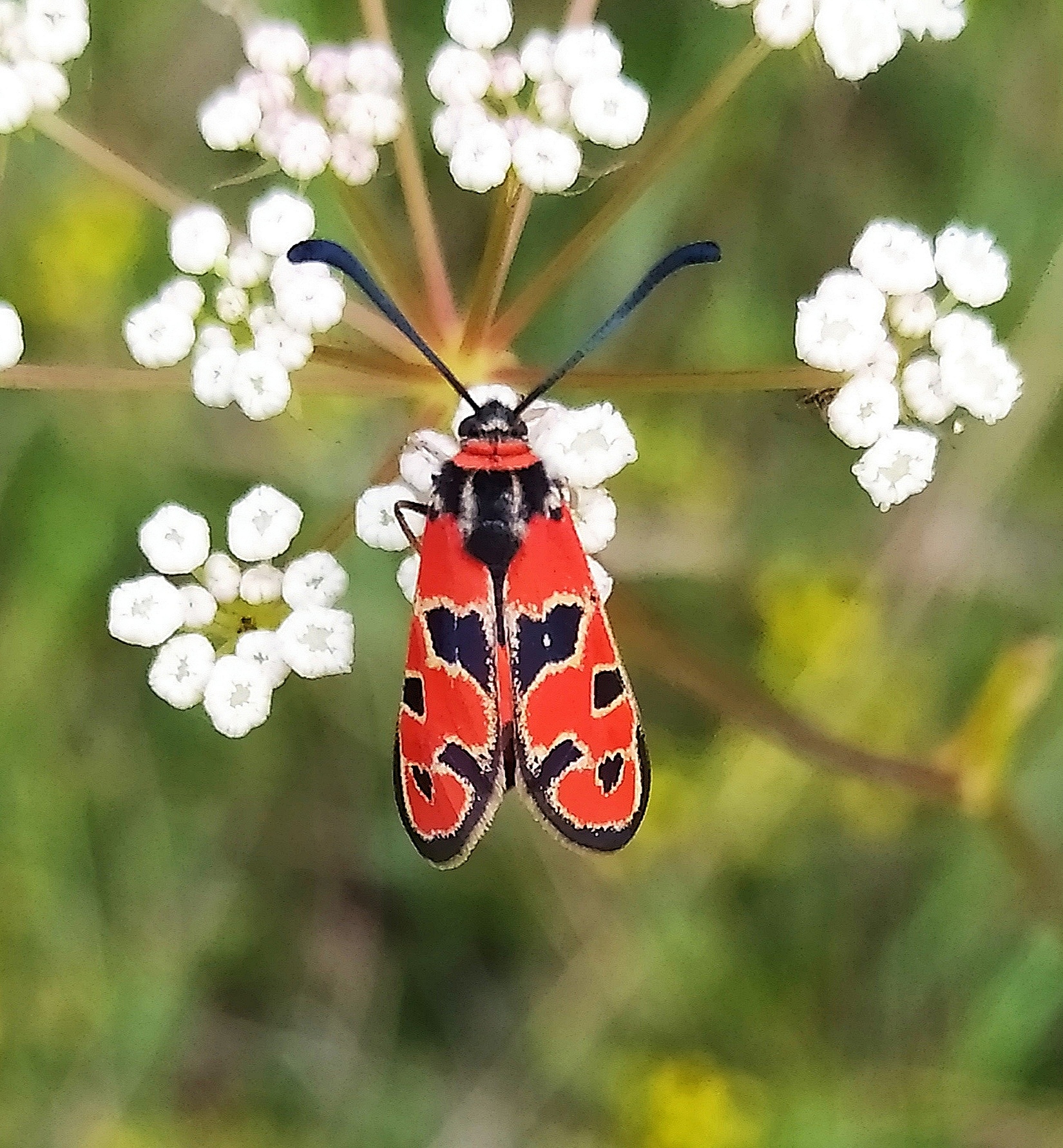 Sortie papillons