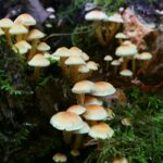Sortie champignons