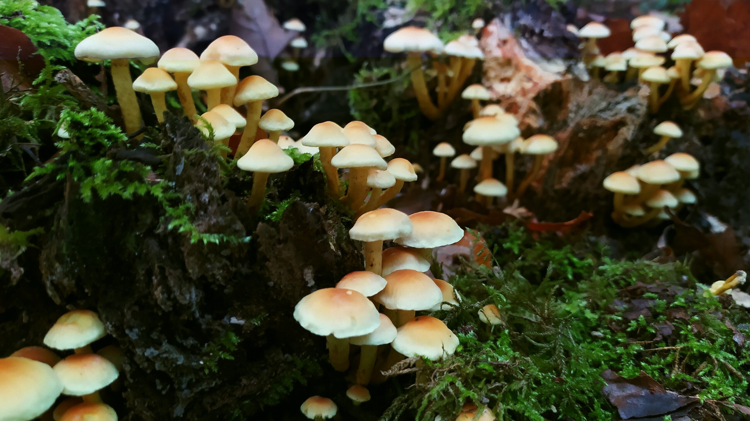 Sortie champignons