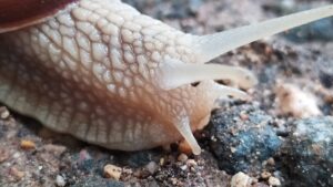 Lire la suite à propos de l’article Les escargots