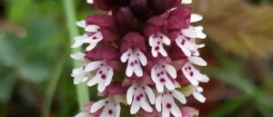 Lire la suite à propos de l’article Les orchidées de Saint Maurice, épisode 1