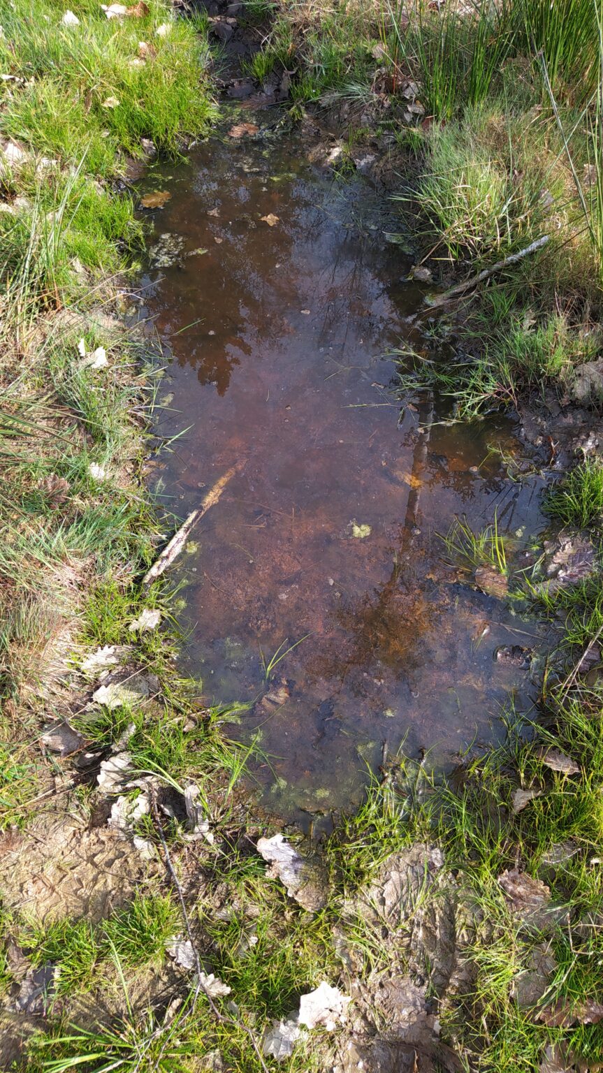 Les amphibiens – ADN