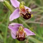 sortie orchidées sauvages