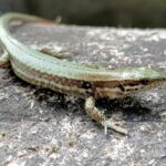 Sortie faune et flore des bourgs