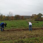 plantation haie