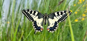 Lire la suite à propos de l’article Papillons (photos)