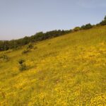 Pelouse de Champagne - ADN