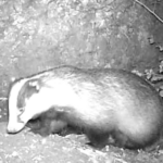 Sortie camera trap