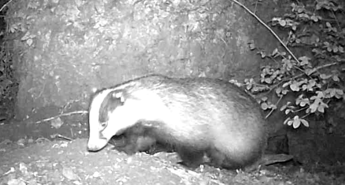 Sortie camera trap