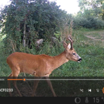 Conférence chevreuil-sanglier
