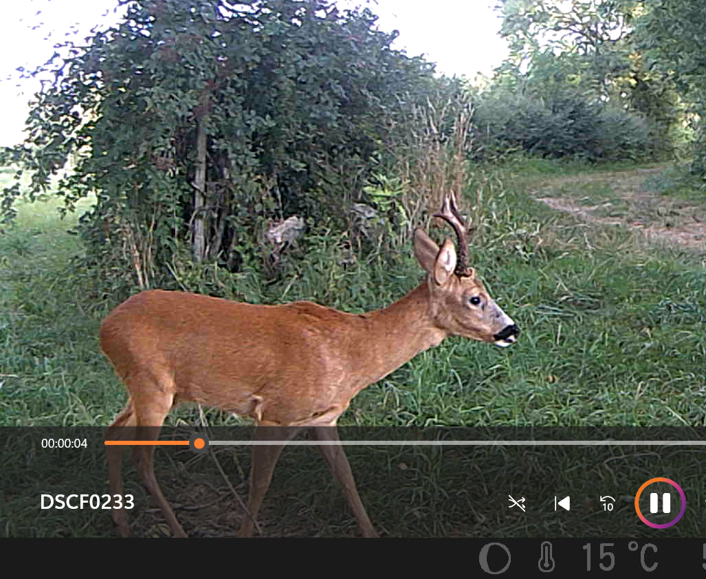 Conférence chevreuil-sanglier