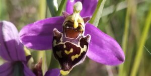 Lire la suite à propos de l’article Les orchidées de Saint Maurice, épisode 3