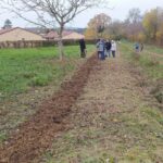 Haie - mise en jauge des plants