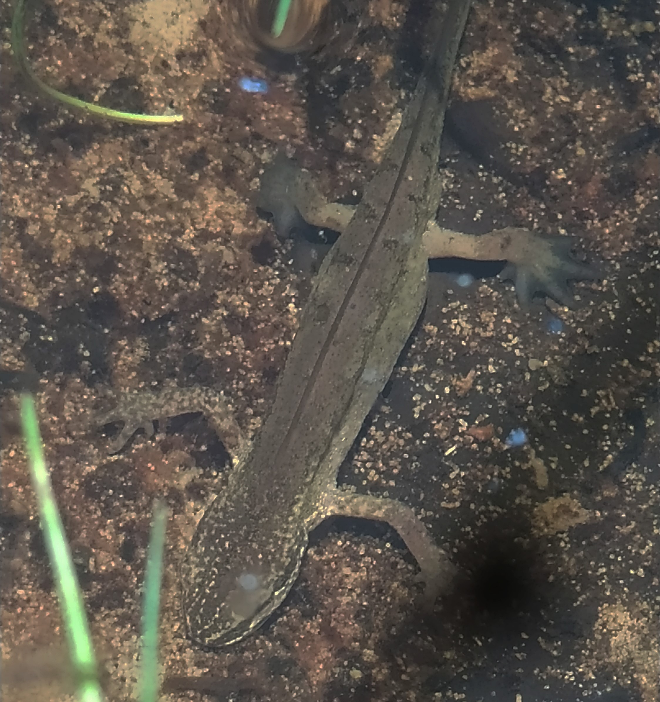 Aménagement sites de reproduction tritons