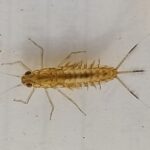 Sortie petites bêtes aquatiques