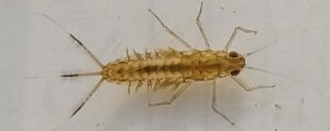 Lire la suite à propos de l’article Photos : reconnaître les insectes des mares et ruisseaux