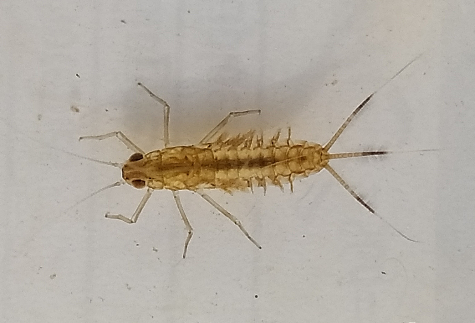 Sortie petites bêtes aquatiques