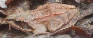 Lire la suite à propos de l’article Les amphibiens