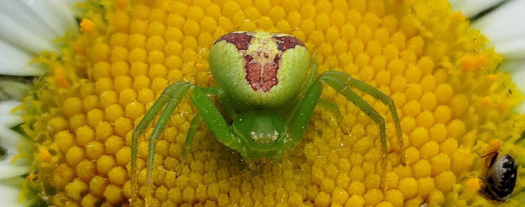 Lire la suite à propos de l’article Arachnophobes s’abstenir …
