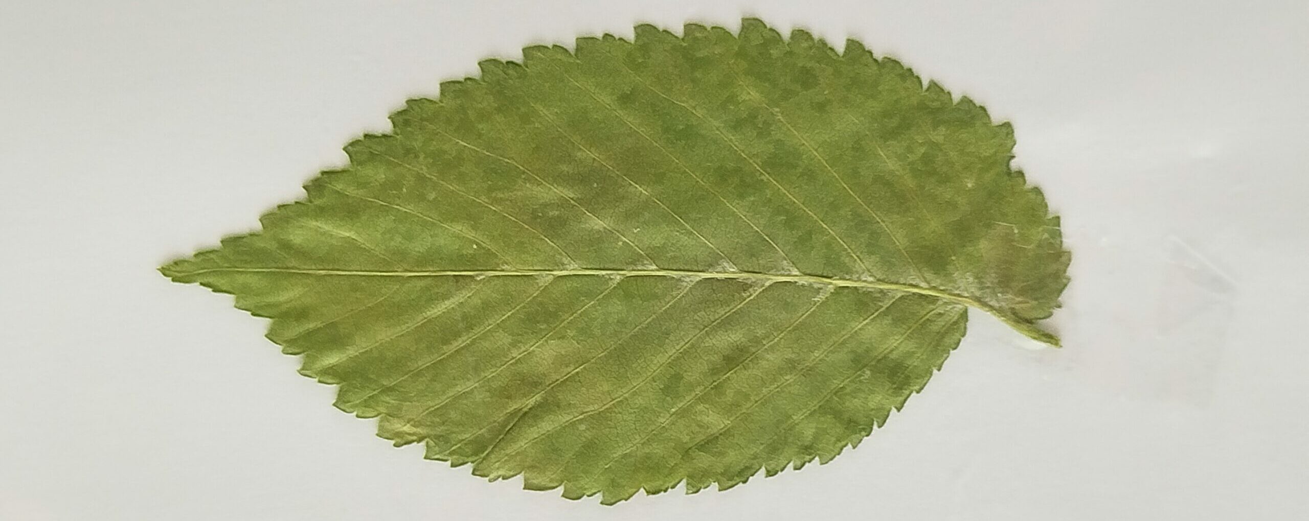 Lire la suite à propos de l’article Herbier des arbres feuillus locaux