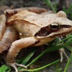 Creusement d'ornières à amphibiens