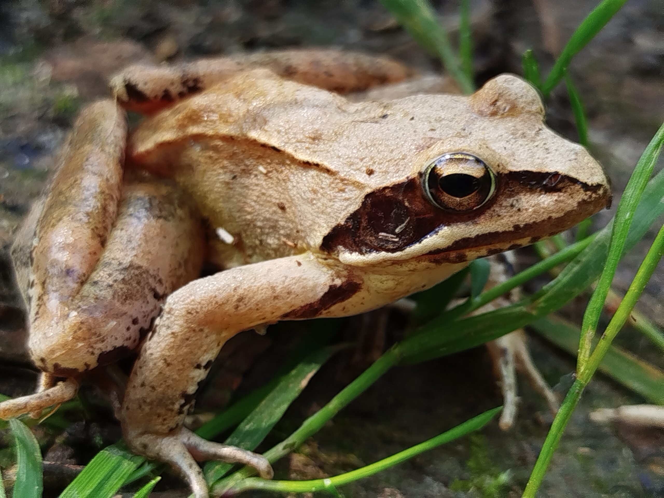 Sortie grenouille agile - ramassage déchets