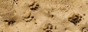 Lire la suite à propos de l’article Mammifères sauvages : traces et indices