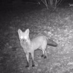 Sortie - atelier camera trap