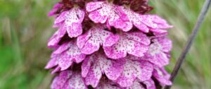 Lire la suite à propos de l’article Les orchidées de Saint Maurice, épisode 2