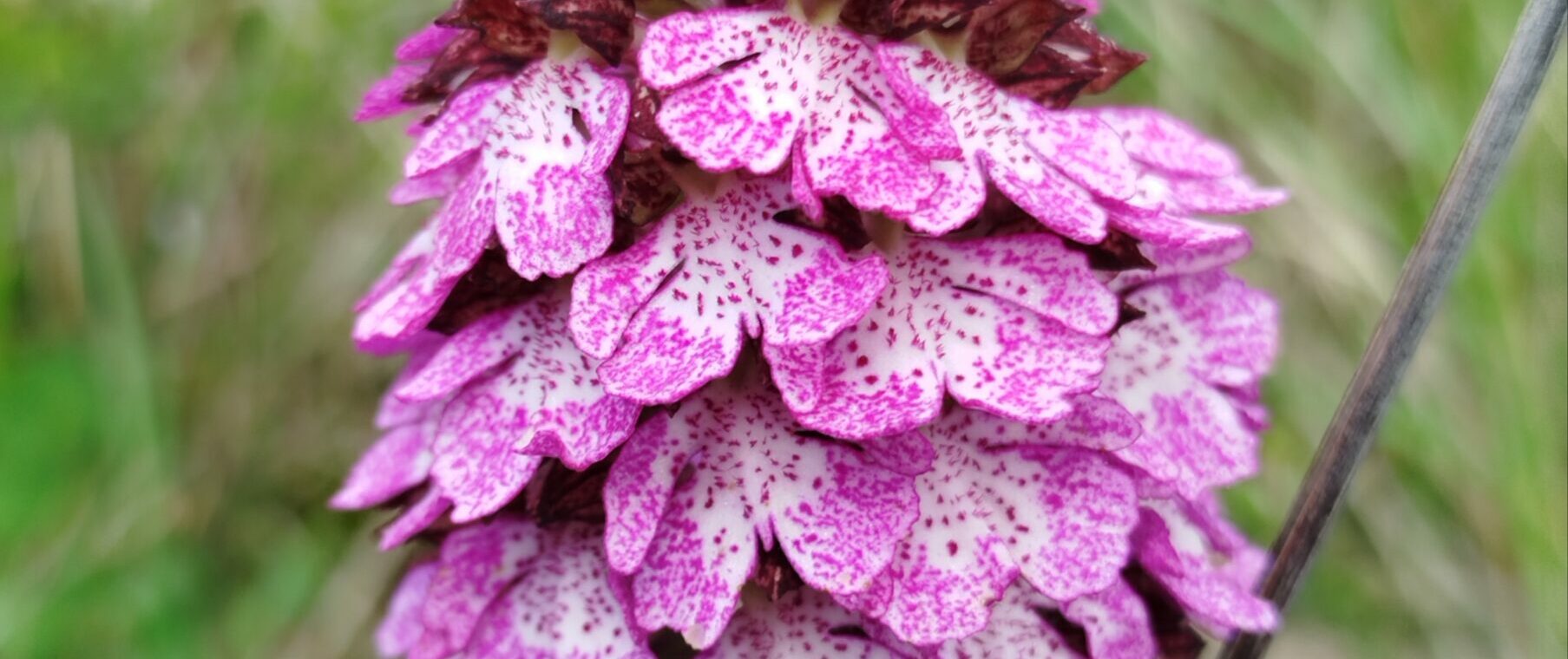 Lire la suite à propos de l’article Les orchidées de Saint Maurice, épisode 2