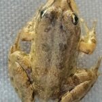 Prospection amphibiens