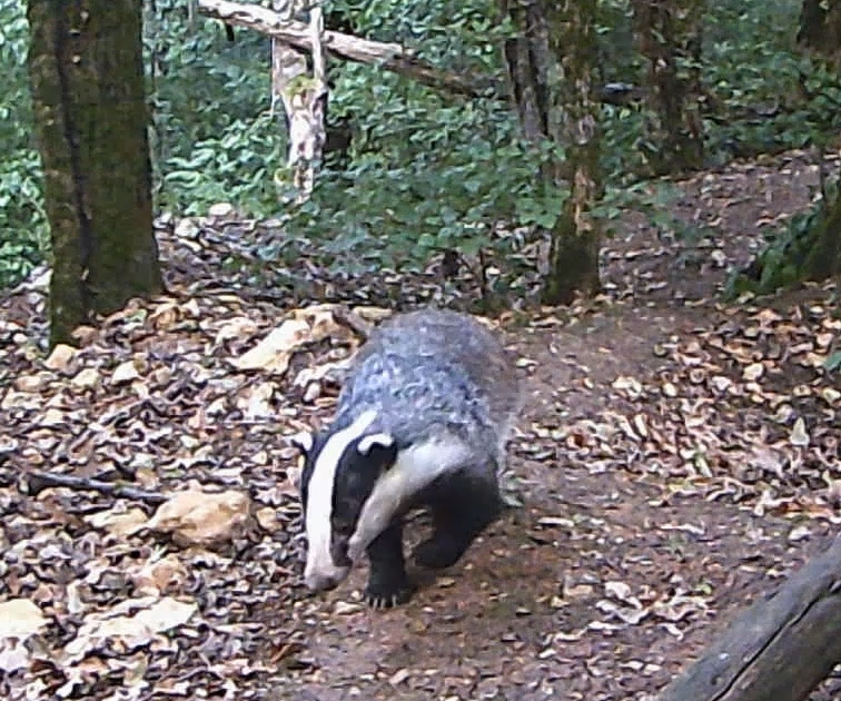 You are currently viewing Affût blaireaux