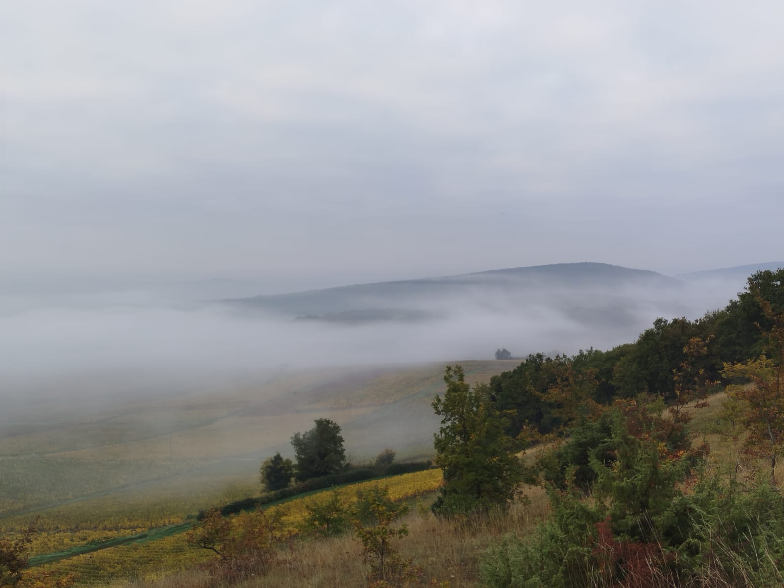 Défrichement du sentier de Châtenay