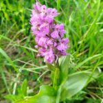 Prospections participatives aux Jaudières