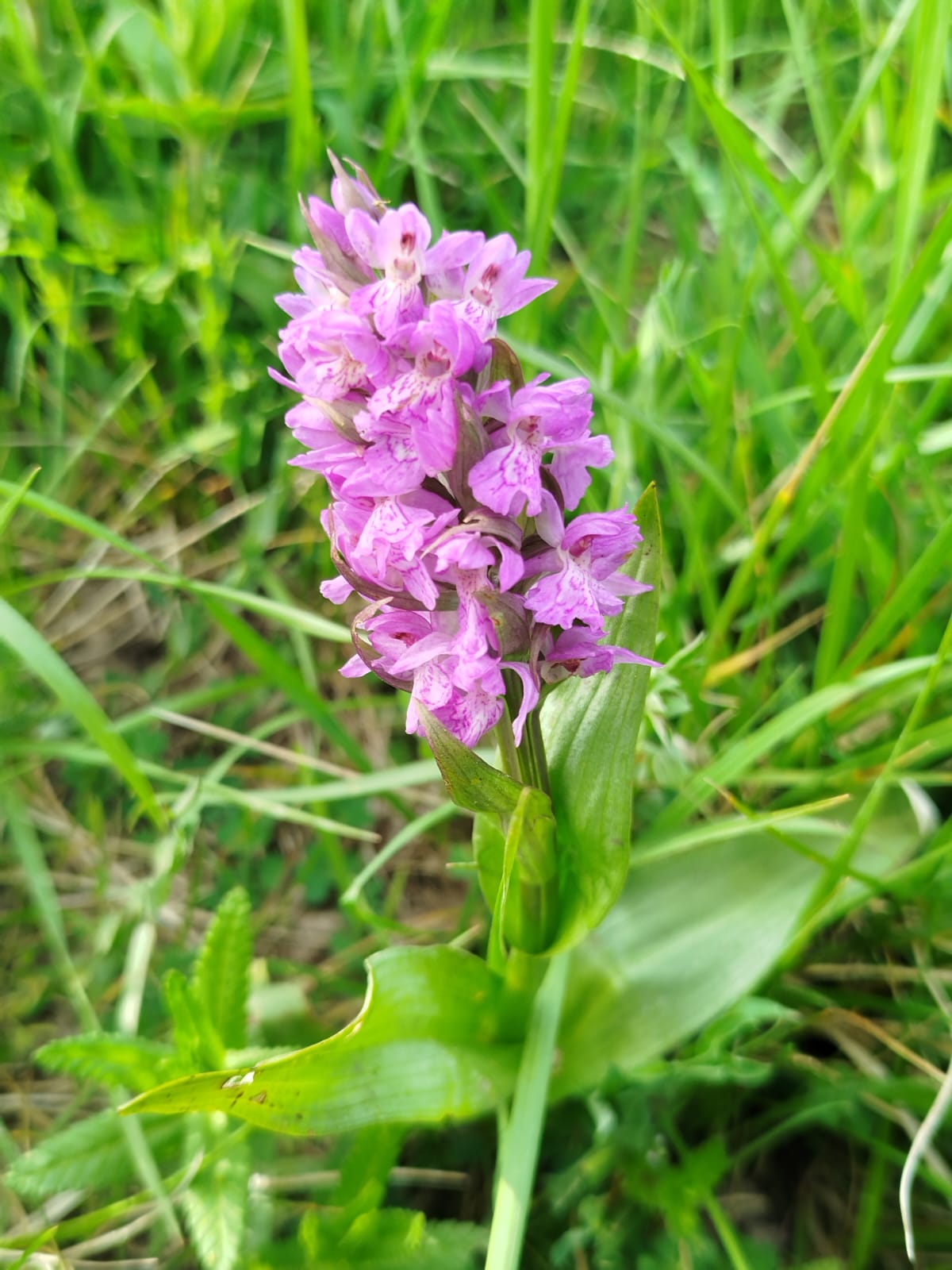 Prospections participatives aux Jaudières